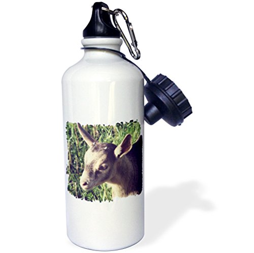 3dRose Dairy Goat Billy Kid Photographed by Angelandspot Sports Water Bottle, 21 oz, White