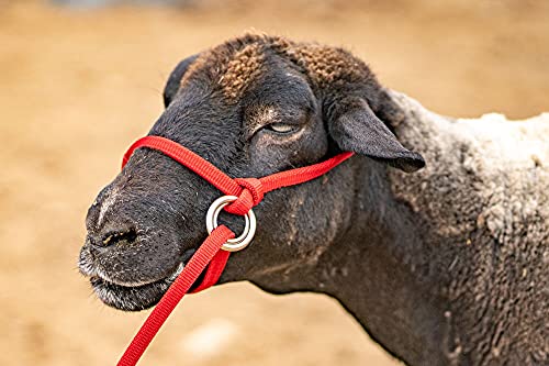Extra Small - Sheep, Goat, Small Calf Adjustable Halter & Lead USA 250-700bs (Neon Hot Pink)
