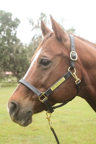 Leather Halter for Horses with Customized Engraved Name Plate Option Halter for Horse | Brown/Brass, Black/Brass, Black/Chrome Options - size: Weanling/Small Pony
