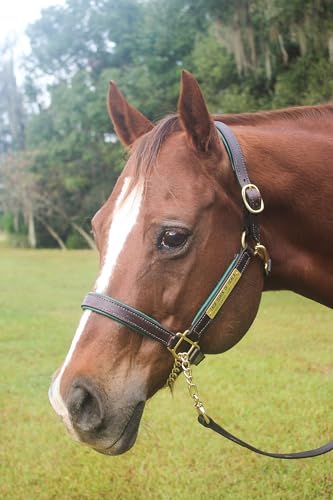 Leather Halter for Horses with Customized Engraved Name Plate Option Halter for Horse | Brown/Brass, Black/Brass, Black/Chrome Options - size: Yearling/Large Pony
