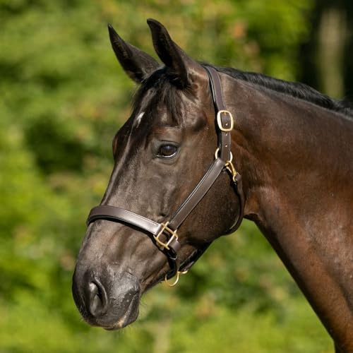 Dura-Tech Premier Saratoga Padded Leather Halter for Horses | Soft Buffalo Leather with Adjustable Fit & Padded Comfort - size: Cob