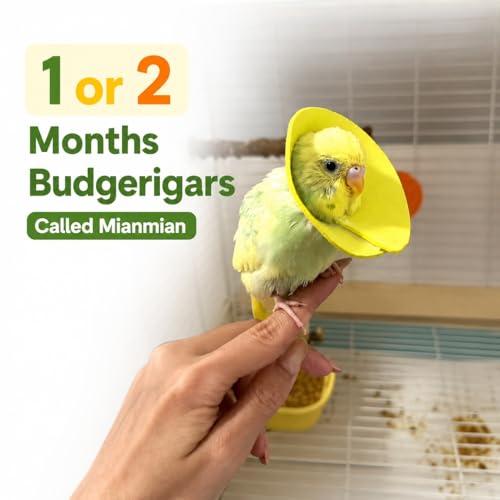4Pcs Budgerigar Lovebird Bird Cone Collar | Bird Elizabethan Collar for Wound Biting Prevention&Feather Plucking, Protective Recovery Cone for Lovebird Cockatiel Parrots - size: S