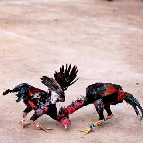 Chicken Shoes Gamefowl Rooster Supplies Rooster Booster Chicken Boots Mitt para Gallos Hen Gamefowl Supplies Fighting Protection 2 Pairs Bule and Red - color: Bule and Red