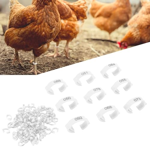 100PCS Chicken Leg Rings, 5 Colors Chicken Leg Bands Readable Numbered Chicken Identification Leg Bands Card Slots Design for Chicks Ducks (White (100 Pieces per Pack)) - color: White (100 Pieces Per Pack)