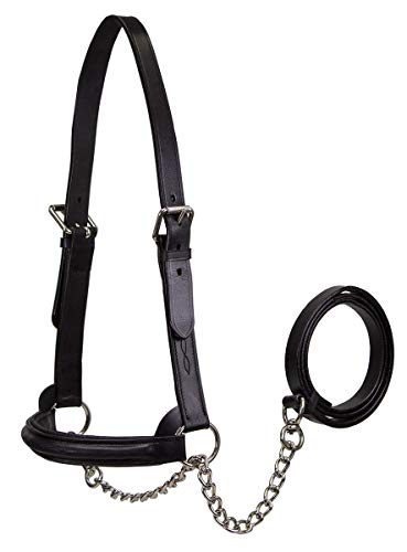 Derby Originals Premium Raised Padded Fancy Stitch Leather Cattle Show Halter with Matching Chain Lead - color: Black, size: Medium (650-1050lbs)