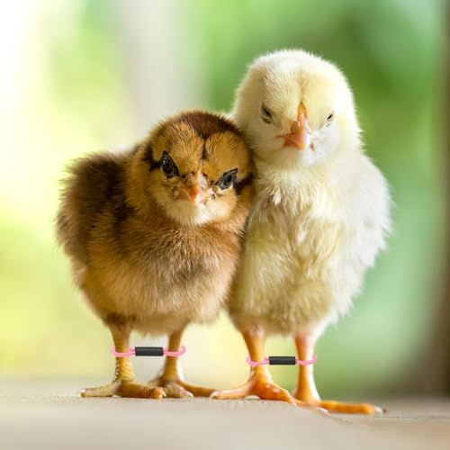 M METERXITY 50-Pack Adjustable Chick Leg Bands, 1.38" x 0.2" Polyester Chicken Leg Brace for Chicks/Ducks/Birds [Pink] Poultry Leg Bands - color: Pink