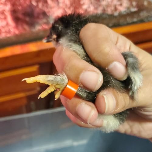 DoubleWood Baby Poultry Leg Bands 5/16" Medium Chick, 200 Pcs Coturnix Quail Leg Bands Baby Chick Leg Bands Pigeon Bands Chicken Leg Bands Rings (Large 5/16") - size: Large 5/16"