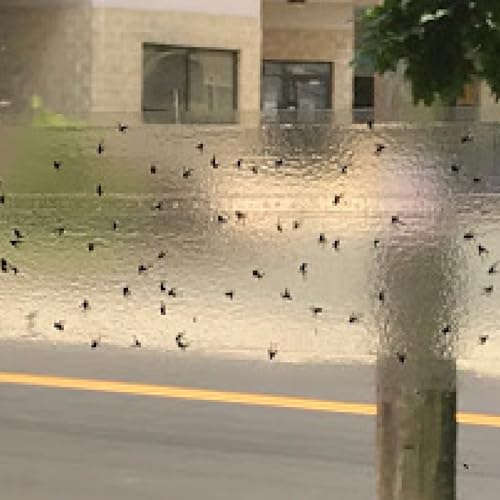 PIC Window Fly Traps (1),FTRP