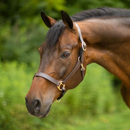 Dura-Tech Premier Lancaster Leather Halter for Horses | Simple Economy Leather Halter with Adjustable Fit & Solid Brass Hardware - size: Full Size