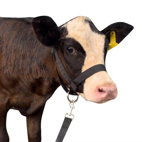 Cow Halter Cattle Halters Calf Halter with Leading Rope，Adjustable Nylon Livestock Cattle Halter，for Miniature Horse Donkey Goat Foal (Black, Medium) - color: Black, size: Medium