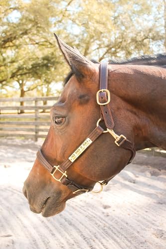 Leather Halter for Horses with Customized Engraved Name Plate Option Halter for Horse | Brown/Brass, Black/Brass, Black/Chrome Options - size: Weanling/Small Pony