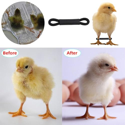 50/100Pcs Chick Spreader Leg Hobble Brace Chick Leg Hobbles Poultry Bands Chicken - color: A