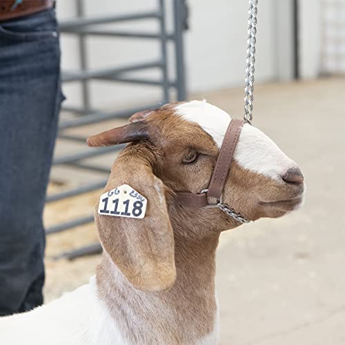 Weaver Leather Livestock Brahma Webb Goat Halter, Brown, Small - size: Small