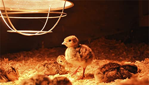 2 Pack 125W Red Heat Lamp Infrared Bulbs,PAR38 Flood Light Glass Lamp Bulb for Food Service, Brooder Bulb, Chicks, Pet, Bathroom, Light Therapy Use E26 Base. - size: STD-125W