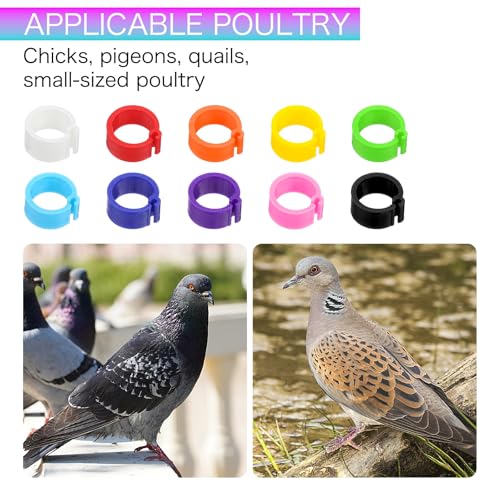 ElevateTech 300PCS 8mm Coturnix Quail Leg Bands Chicken Identification Band Bands Chicken Leg Band Rings Clip-On Round Tags Poultry IdentificationBand
