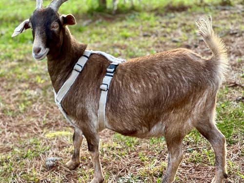 Asatre Adjustable Lined Hemp Goat Harness, Sheep, Livestock Halter, Durable Multi-Clasp Harness, Eco-Friendly Livestock Gear, Comfortable Farm Pet Accessory (Medium) - size: Medium