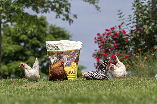Manna Pro Ultimate Chicken Scratch Multigrain Treat, 10 lb Bag | Nutrient-Rich Scratch Grain Blend, Natural Multigrain Treat, Encourages Natural Foraging, For Chickens & Poultry - size: 10 Pound (Pack of 1)