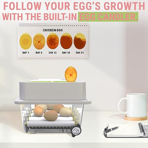 OBI-12 Egg Incubators for Hatching Eggs – Incubator for 12 Eggs with Automatic Egg Turner - Brooder for Chicken Eggs, Quail, and Duck Eggs - Green - color: Green