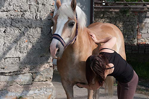 Intrepid International Magic Horse Brush, for Horse Grooming Kit w/Durable Plastic Bristles, Horse Brushes for Grooming, Removes Dirt, Sweat, Grime, Blue