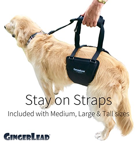 GINGERLEAD Dog Sling Hind Leg Support, M/LG Unisex with Cutout, Made in USA | Help Pets Walk, K9s Recover from Surgery, Fits Male & Female, Integrated Leash, Machine Wash/Dry, Chest Harness NOT Included - size: Medium-Large - Unisex