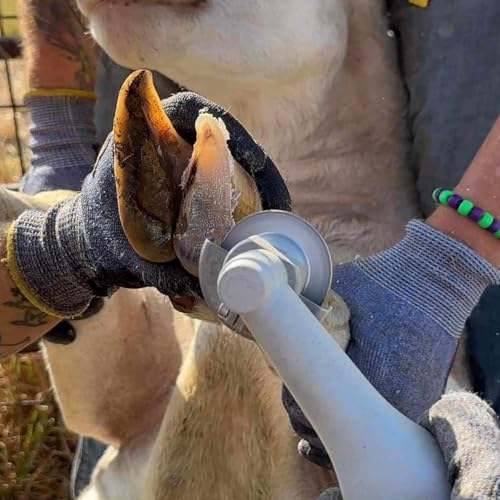 Sheep Hoof Trimmers Kit, 110V Electric Set with Supplies | Rotary Hoof Grinder for Sheep, Trimming & Finishing Discs, Chain File, Safety Glasses & Tool Bag, Plug-In - size: Sheep Hoof Trimming