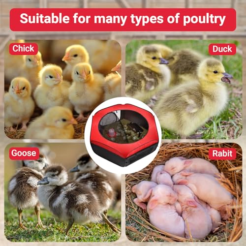 FAMIROSA Brooder Box for Chicks Starter Kit, Pop up and Breathable Chicken Brooders, Collapsible Brooding Box/Playpen with 10 x 10in Brooder Plate, Chicken Waterer, Feeder, Perch for Duck, Quail