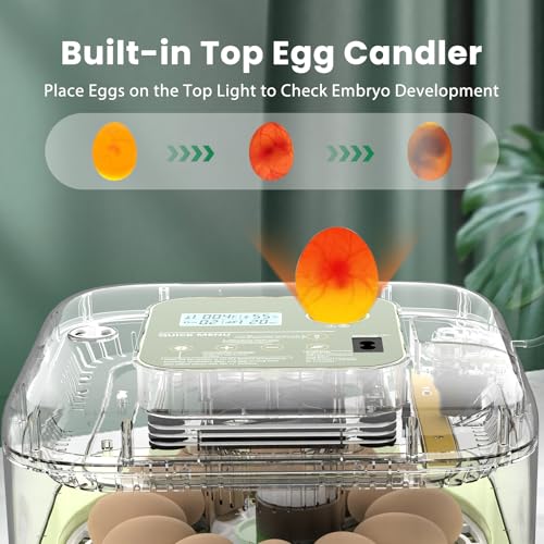 12 Egg Incubator with Humidity Display & Built-in Candler, Automatic Turner, Temp & Humidity Control, Auto Water Refill – Digital Hatcher for Chicken, Duck, Quail, Parrot (Green, 12 Egg) - color: Green, size: 12 Egg