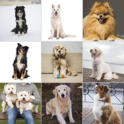 Wahl USA Pet-Pro Corded Clipper & Battery Trimmer Pet Grooming Kit for Dogs | At Home Dog Grooming For Full Hair Clipping, Face & Paw Trims, Light To Thick Coats, Brand Used By Professionals – Model 9284