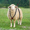 Goat Harness & Leash, Adjustable Step-in Sheep Harness, Goat Accessories, Livestock Halter Supplies for Goats and Sheep (Extra Large) - size: Extra Large