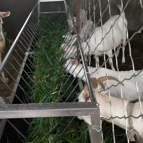 99 Gallons Goat Hay Feeder, 25'' Wide Hay Rack for Goats, Heavy Duty Galvanized Steel Hays Rack, Hays Feeders with 8'' Removable Deep Feeders Pan, Easy Assembly Goat Feeder for Sheep, Cows