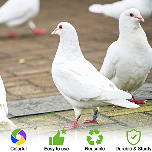 Keedolla 8mm 100Pcs Pigeon Leg Bands Bird Foot Rings with 5 Colors, Pigeon Bands Clip On Leg Rings Poultry Tags for Chicks Bantam Finch Dove Lovebird Quail Small Birds - size: 8mm - 5 Colors
