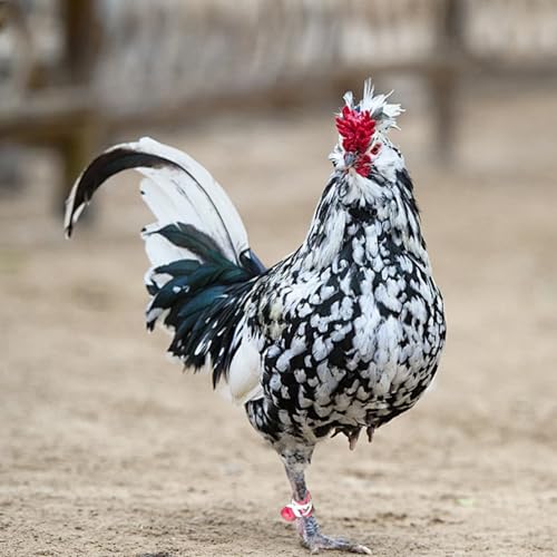 Chicken Shoes Gamefowl Rooster Supplies Rooster Booster Chicken Boots Mitt para Gallos Hen Gamefowl Supplies Fighting Protection 2 Pairs Pink and Green - color: Pink and Green