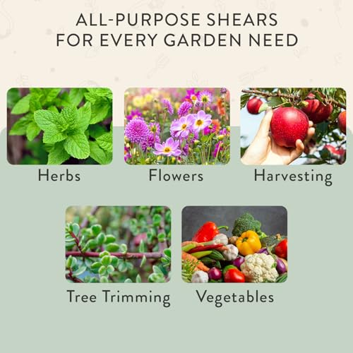 Modern Sprout Pruning Shears - Garden Snips - Herb Scissors - Sage 1-Pack | Lightweight Gardening Tool - Durable Carbon Steel Blade W/Easy-Lock - Gardening Supplies - Flower Cutter - Reusable Holster - color: Sage