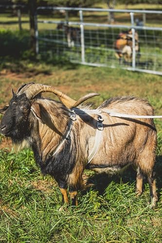 Goat Harness, Asatre Sheep Livestock Hemp Goat Halter, Small to X-Large, Fleece Lined, Multi-Clasp, Machine Washable Soft Durable Restraint (X-Large) - size: X-Large