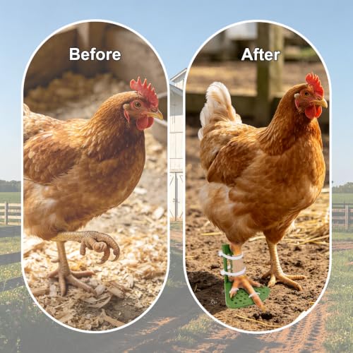 6 Sizes Chicken Leg Splint Set, Poultry Leg Brace for Chickens, Ducks & Geese, Bumblefoot, Curled Toes & Broken Legs Support Injury Recovery