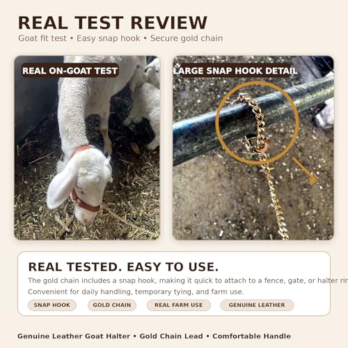 Adjustable Genuine Leather Goat Halter with Chain Lead, Premium Show Goat Halter for Training, Elegant Livestock Handling Supplies, Durable Goat Head Collar for Goats (33–110 lb)