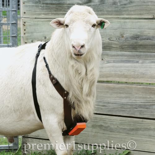 Premier 1 EZ-Mark Harness Crayon for Sheep & Goat Marking – Orange | Orange crayon. Identifies if ewe or doe has been bred. Use at 40–80°F. Compatible with Premier marking harnesses. - style: Orange Crayon