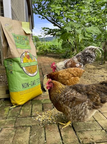 Non-GMO Whole Grain Layer Blend 16% - Chicken Feed for Laying Hens and Ducks - Includes Essential Oils, Herbs, Oyster Shells, Vital Minerals, and Omega 3, 10lb - size: 10 Pound (Pack of 1)
