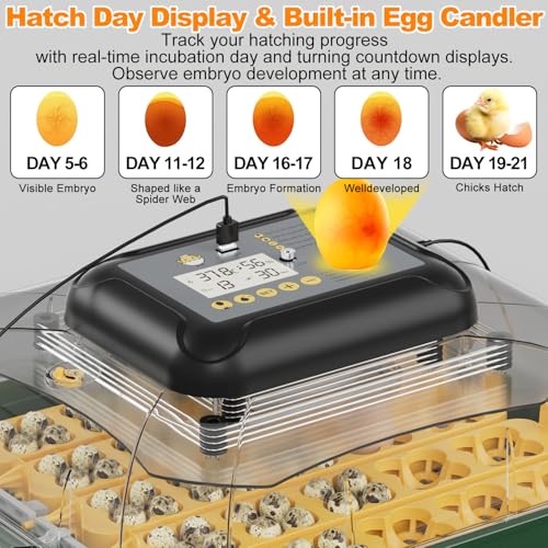25 Egg Incubator for Hatching Eggs with Automatic Egg Turning, Temperature & Humidity Display, Hatch Day Countdown, Auto Water Refilling System, Egg Candler, Multifunctional Egg Tray for Chicken - size: M-125 Quail Eggs