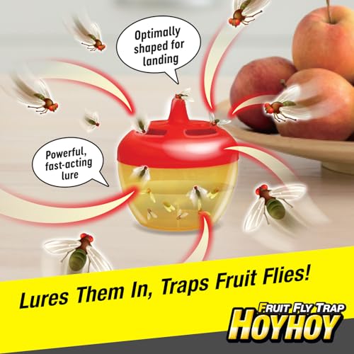 HOY HOY Fruit Fly Trap – 2 Traps (1 Pack) – Attracts & Traps Fruit Flies, Up to 120-Day Supply, Food-Based Lure, Indoor Use for Kitchen, Sink & Trash Areas