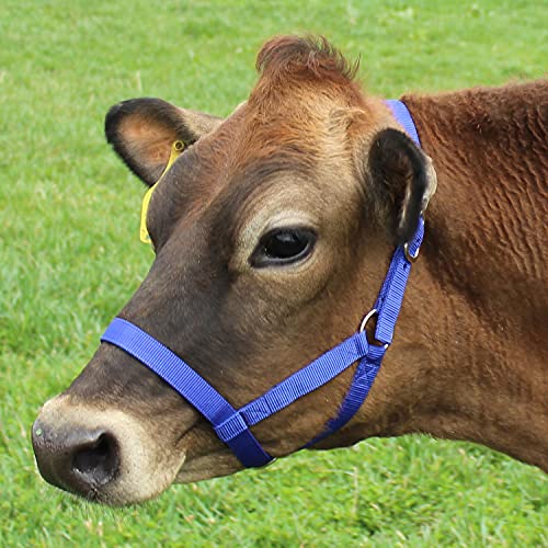 Derby Originals Adjustable Nylon Livestock Cattle Halters - color: Black, size: Medium (500-800lbs)