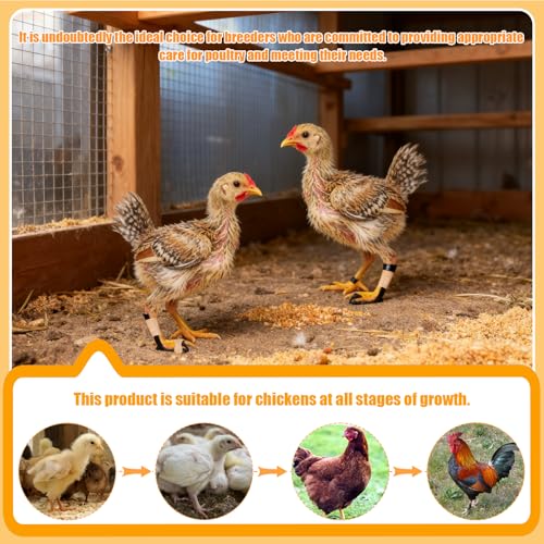 6-Pack Chicken Splint for Broken Feet & Curled Toes | Prosthetic Leg Splints for Hens, Roosters & Chicks | Bumble Foot Treatment Kit with Toe Separator & Bandage