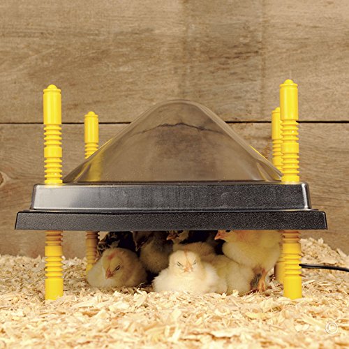 Premier 1 Chick Heating Plate Kit – 10"x10", Warms Up to 15 Chicks | Includes anti-perch cover. Adjustable push-button legs. 15 watts, 110V. Alternative to heat lamp.