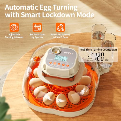 APDOE Egg Incubators for Hatching Eggs, Temperature and Humidity Control, Automatic Egg Turning, Egg Candler, External Water Bottle, Air Vent, for Chicken, Duck & Quail Eggs, 12 Eggs + 30 Quail Eggs - color: White + Orange, size: 12 Eggs