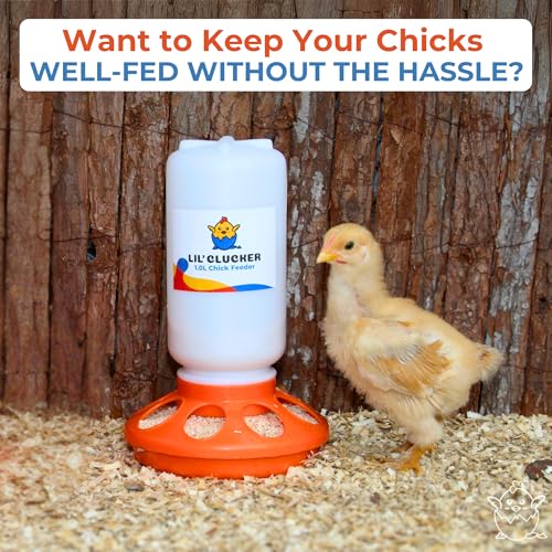 Lil'Clucker 1L Chick Feeder, 1.5L Chicken Waterer - No Leakage Chick Feeder and Waterer Kit, Hanging Baby Chick Waterer, Durable Chicken Water Feeder, Chicken Feeder and Waterer Set, Poultry Waterer - color: Orange