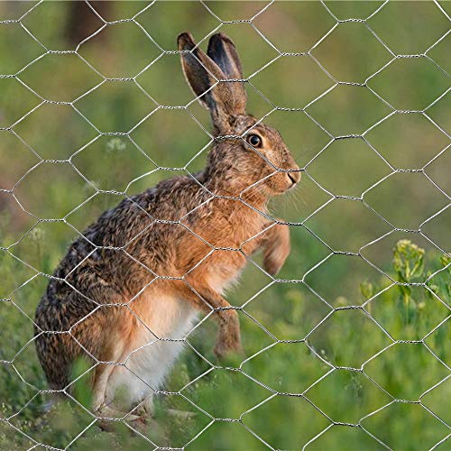 20GA Galvanized Hexagonal Poultry Netting Chicken Wire 12 inches x 50 feet x 2 inches Mesh - size: 12"x50'- 2" 20GA