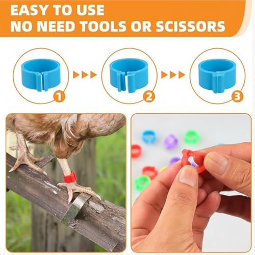 Chicken Leg Bands with 5 Colors Numbered Chicken Rings Identification Band Chick Tags for Legs Poultry Foot Rings for Poultry Identification,Leg Bands for Chickens,100 Pcs 16mm