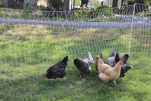 Gallagher 48" x 82' Electric Poultry Netting | Highly Conductive Braided Electric Chicken Fencing with Double-Spiked Fiberglass Posts | Electric Fencing for Backyards, Pastures, Farms and Homesteads