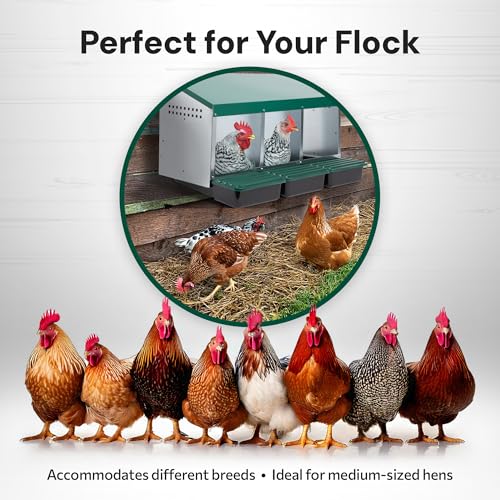 Homestead Essentials Compact Style 3 Compartment, Forward Rollout & Rollaway, Hen & Chicken Nesting Box with Protective Egg Laying Collection Lids