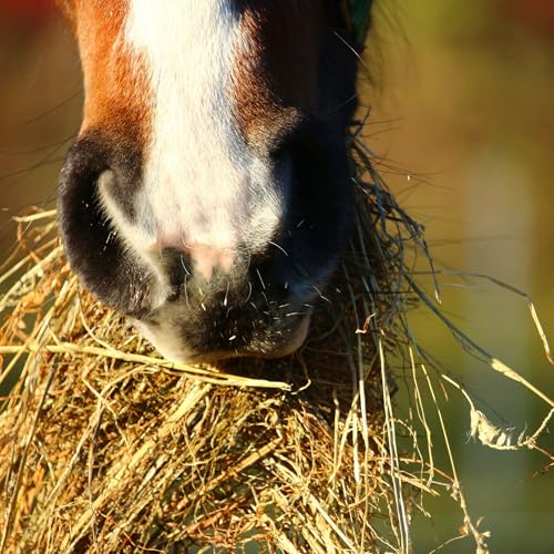 Intrepid International Black Nylon Hay Feeder Bag - Durable Bags for Horses and Livestock - Efficient Slow Feed Nets for Goats - Premium Quality Feeding Solution